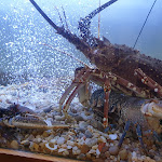 Photo n°3 de l'avis de Rui.a fait le 17/05/2019 à 07:31 sur le  Restaurante Magnun's & Co à Mealhada Municipality