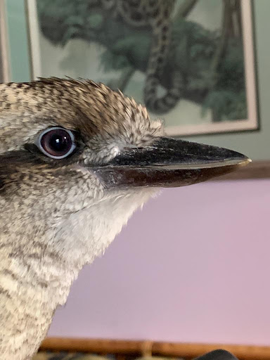 Animal Rescue Service «McCarthys Wildlife Sanctuary», reviews and photos, 12943 61st St N, West Palm Beach, FL 33412, USA