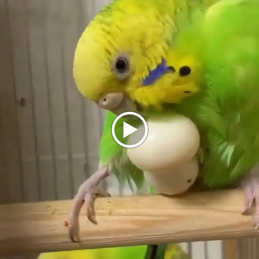 Pet Store «Animart Pet Store», reviews and photos, 1600 N Spring St, Beaver Dam, WI 53916, USA