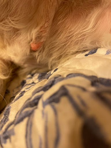 Pet Supply Store «PetSmart», reviews and photos, 4005 Airport Fwy, Irving, TX 75062, USA