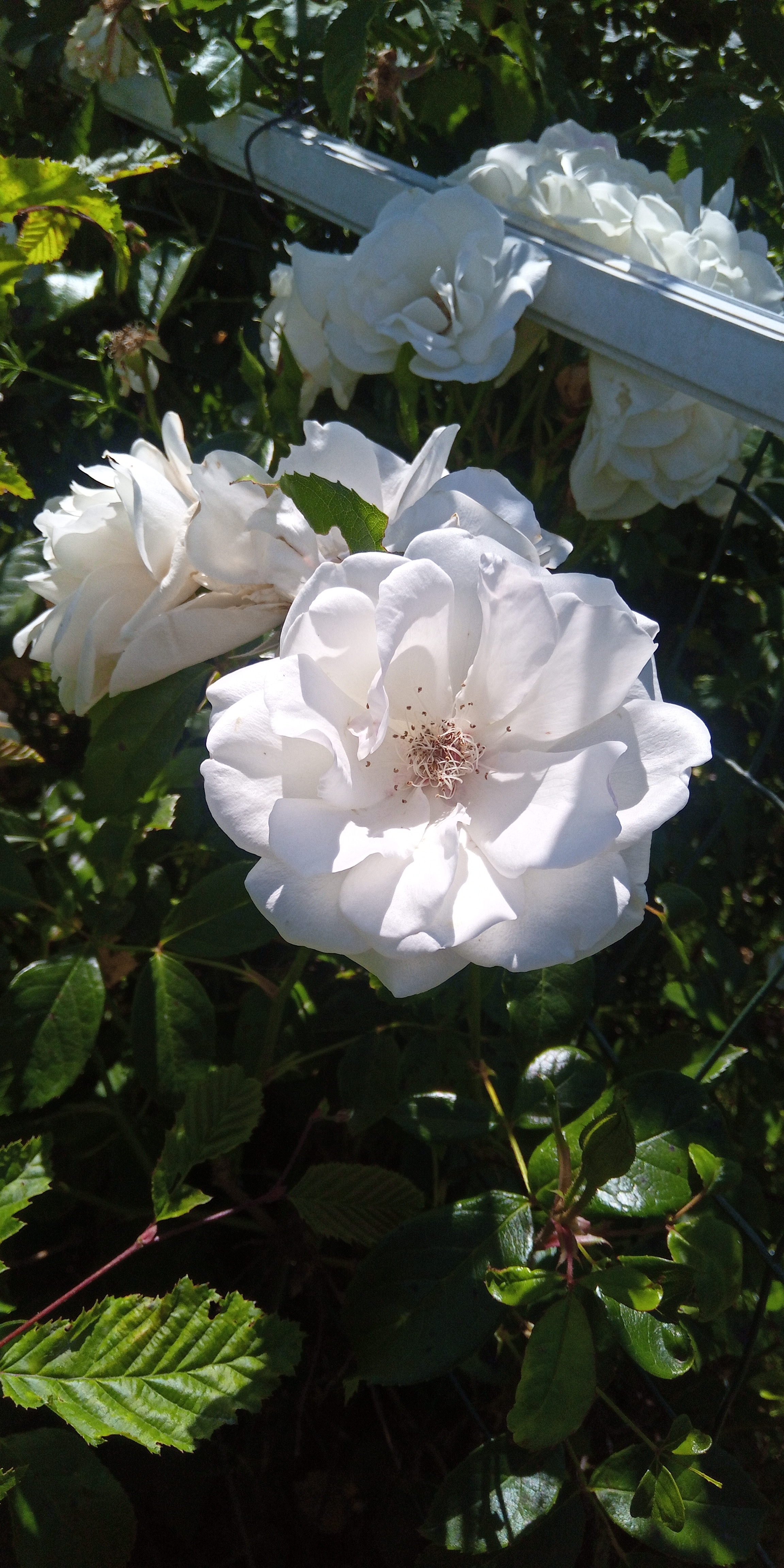 Photo n° 20 de l'avis de Didier.a fait le 29/05/2020 à 14:18