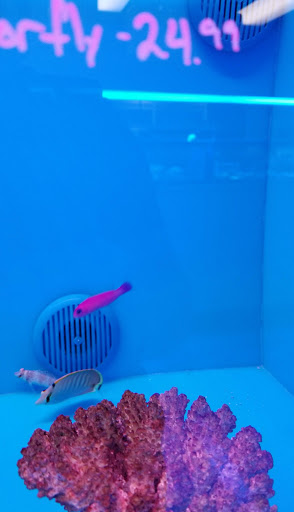Pet Store «The Aquarium & Fish Store», reviews and photos, 710 W Lumsden Rd, Brandon, FL 33511, USA