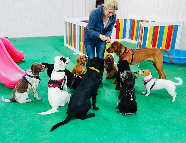 Reviews of Little Lane Dog Daycare in Nottingham - Dog trainer