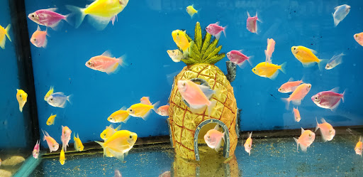 Pet Supply Store «Pet Supplies Plus», reviews and photos, 3733 Union Rd #200, Cheektowaga, NY 14225, USA