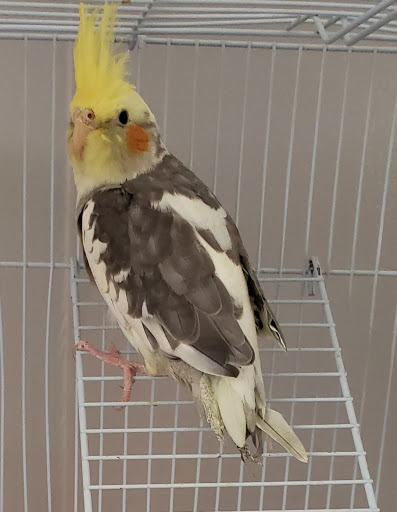 Pet Store «Birds & Beasts Pet Shop», reviews and photos, 35 Berkshire Dr # 18, Crystal Lake, IL 60014, USA