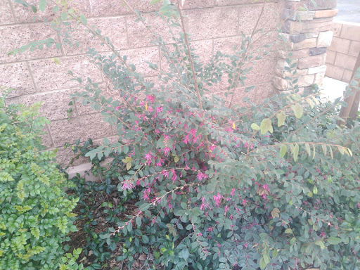 Florist «Secret Garden Florist», reviews and photos, 6076 Lincoln Ave, Cypress, CA 90630, USA