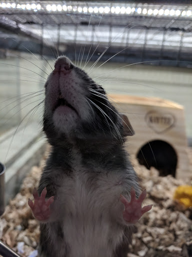 Pet Supply Store «Pet Loft», reviews and photos, 6333 SW Macadam Ave #104, Portland, OR 97239, USA