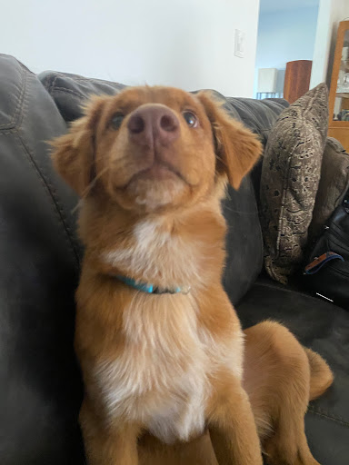 A.D.O.P.T. Clinic image