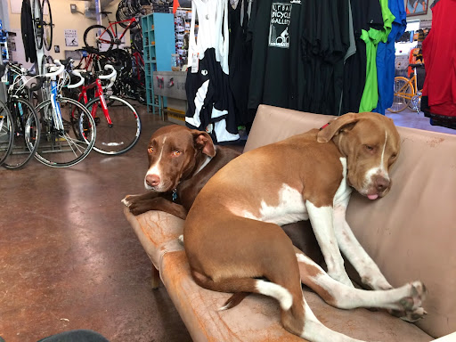 Bicycle Store «Urban Bicycle Gallery», reviews and photos, 4814 Nett St, Houston, TX 77007, USA