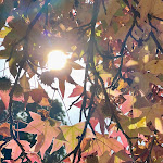 Photo n°3 de l'avis de Stefano.o fait le 31/10/2022 à 19:36 sur le  Ristorante La Tenuta di Rocca Bruna Country Resort à Tivoli