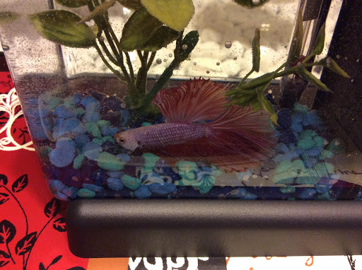 Pet Supply Store «Petco Animal Supplies», reviews and photos, 188 Kitts Ln, Newington, CT 06111, USA