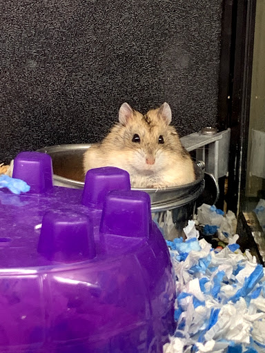 Pet Supply Store «PetSmart», reviews and photos, 4180 US-1, Monmouth Junction, NJ 08852, USA