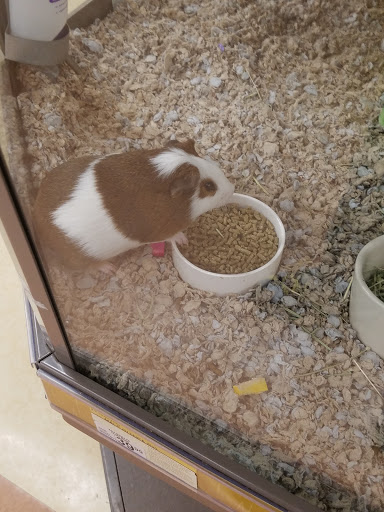 Pet Supply Store «Petco Animal Supplies», reviews and photos, 86 Storrs Rd, Mansfield Center, CT 06250, USA