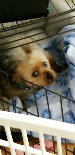 Pet Supply Store «PetSmart», reviews and photos, 8460 Tamarack Village, Woodbury, MN 55125, USA