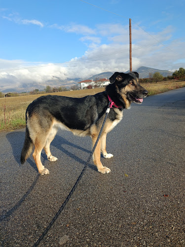 Opinii despre Κτηνιατρείο Καραγκουνη Βενετια în Αλεξανδρούπολη - Κτηνίατρος