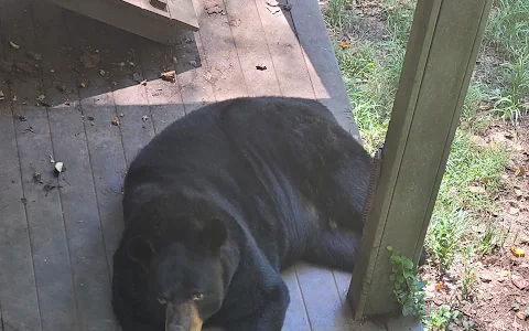 Bear Hollow Zoo image