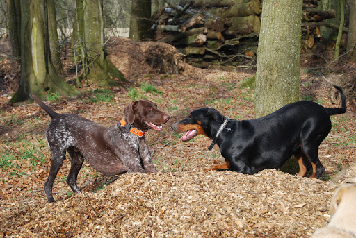 Doxx Hundecenter in Jordrup, Kolding