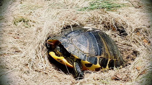 Golf Course «Nags Head Golf Links», reviews and photos, 5615 S Seachase Dr, Nags Head, NC 27959, USA