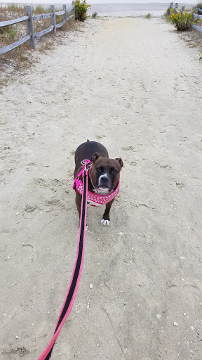 Animal Shelter «Humane Society of Ocean City», reviews and photos, 1 Shelter Rd, Ocean City, NJ 08226, USA