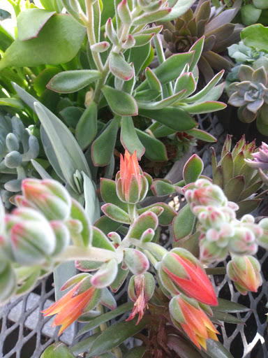 Hardware Store «Orchard Supply Hardware», reviews and photos, 2245 Gellert Blvd, South San Francisco, CA 94080, USA