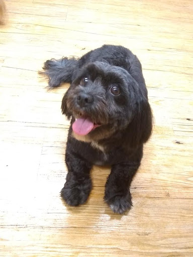 Pet Supply Store «EarthWise Pet Supply - Richardson», reviews and photos, 1310 W Campbell Rd #128, Richardson, TX 75080, USA