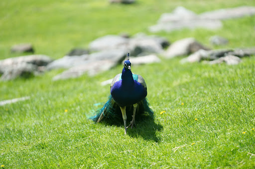 Zoo «Bronx Zoo», reviews and photos, 2300 Southern Blvd, Bronx, NY 10460, USA