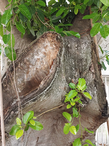 Art Center «Sidney & Berne Davis Art Center», reviews and photos, 2301 First St, Fort Myers, FL 33901, USA