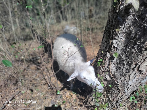 Nature Preserve «Clyde Shepherd Nature Preserve», reviews and photos, 2580 Pine Bluff Dr, Decatur, GA 30033, USA