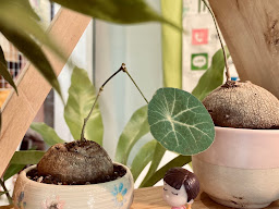 Bonsai little leafy by bj