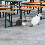 Photo n°4 de l'avis de Kyriakos.h fait le 21/09/2022 à 15:26 sur le  Forte Marghera à Venice