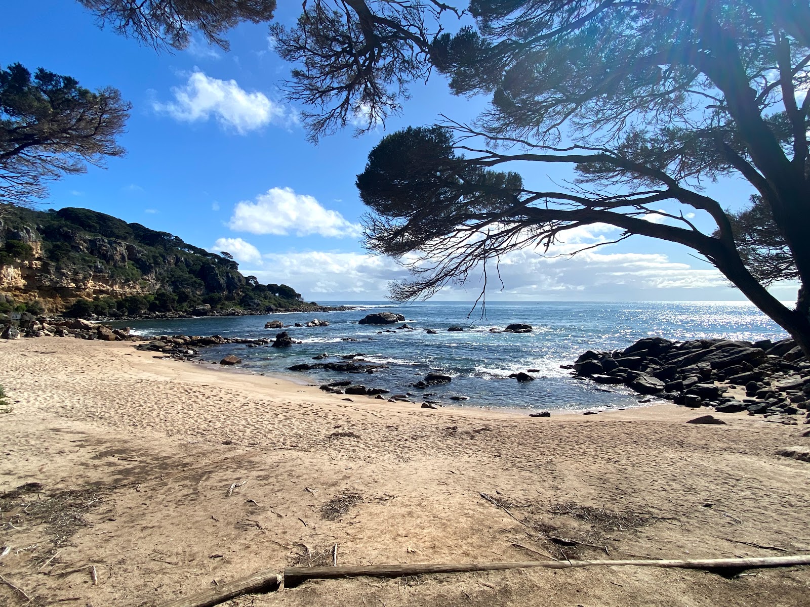 Foto van Shelley Cove Beach wilde omgeving