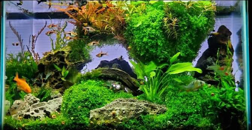 Pet Store «Ark Pet Shop», reviews and photos, 2400 W Lincoln Hwy, Merrillville, IN 46410, USA