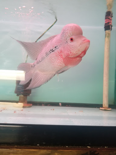 Pet Store «Pet World Ltd», reviews and photos, 14501 Warwick Blvd, Newport News, VA 23608, USA