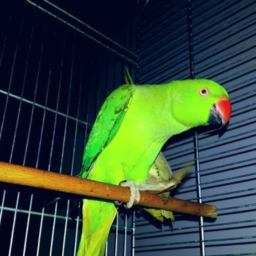 Pet Store «Petland Discounts - Bay Parkway», reviews and photos, 2205 86th St, Brooklyn, NY 11214, USA