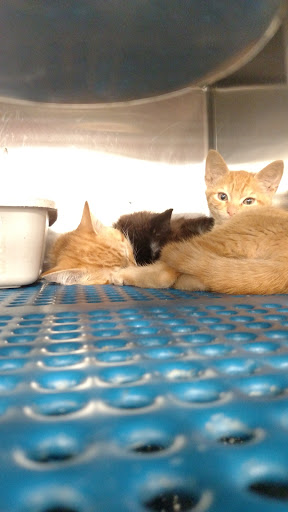 Pet Groomer «Petsense Conway», reviews and photos, 2803 Church St, Conway, SC 29526, USA