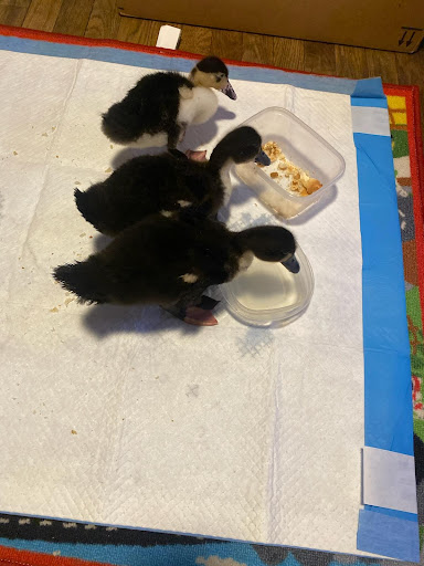 Pet Supply Store «Pet/Dog Delight», reviews and photos, 756 3rd Ave, Brooklyn, NY 11232, USA