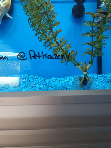 Pet Supply Store «PetKraze», reviews and photos, 100 Independent Way, Brewster, NY 10509, USA