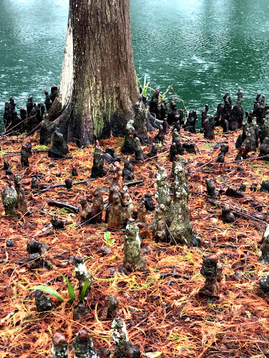 Country Club «Palma Ceia Golf & Country Club», reviews and photos, 1601 S MacDill Ave, Tampa, FL 33629, USA