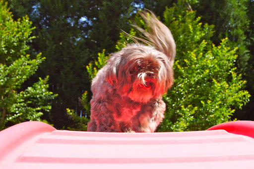 Pet Boarding Service «About Pets Center», reviews and photos, 1604 Conehurst Blvd, Salem, VA 24153, USA