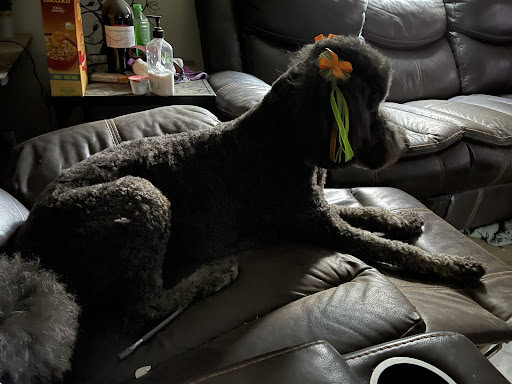 Pet Store «Pet Town», reviews and photos, 51 WA-300, Belfair, WA 98528, USA