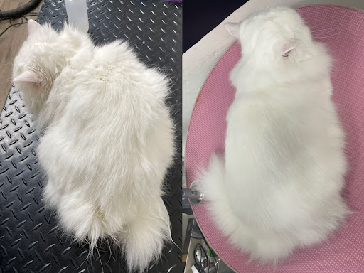 Paw Paw Pet Grooming image