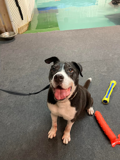 Pet Store «The Dog Dive», reviews and photos, 1613 Riverview Dr, Kalamazoo, MI 49004, USA