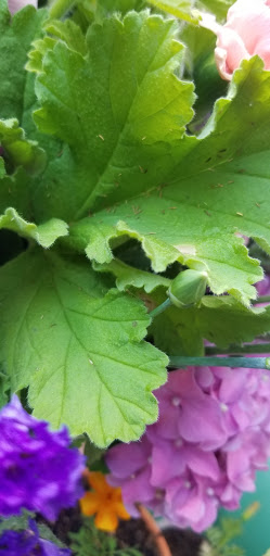 Florist «Stargazer Premier Florist», reviews and photos, 925 NW Circle Blvd, Corvallis, OR 97330, USA