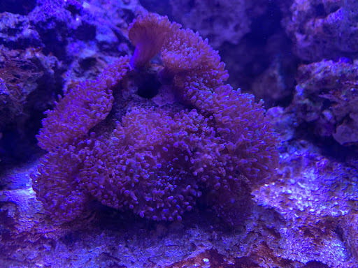 Tropical Fish Store «Advanced Marine Aquatics», reviews and photos, 1083 Willis Ave, Albertson, NY 11507, USA