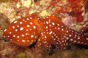 Dream Dive. Centro buceo Tossa de Mar image