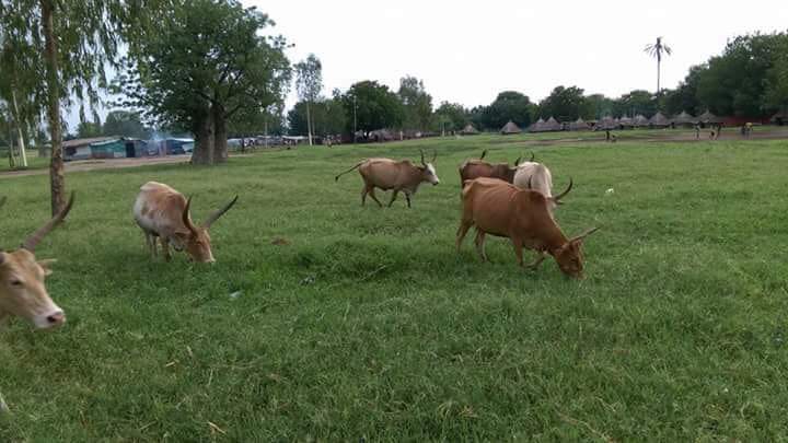 Bentiu, Güney Sudan