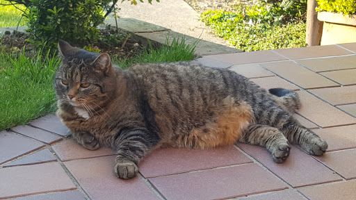 Dr.med.vet. Martin Ammann Tierarzt unter Erkelenz, Nordrhein-Westfalen