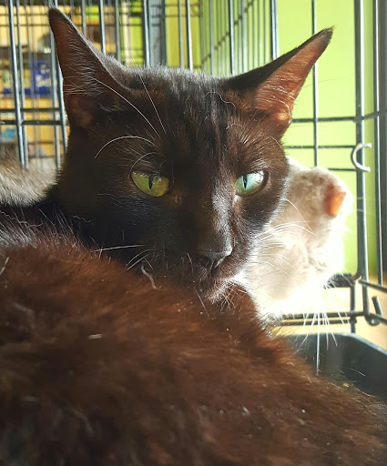 Pet Supply Store «Pet Supplies Plus», reviews and photos, 9 Waukegan Rd, Deerfield, IL 60015, USA