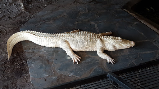 Live Music Venue «House of Blues Myrtle Beach», reviews and photos, 4640 Hwy 17 S, North Myrtle Beach, SC 29582, USA