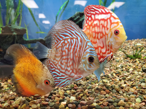 Tropical Fish Store «Aquatic Dog», reviews and photos, 7429 E Iliff Ave, Denver, CO 80231, USA
